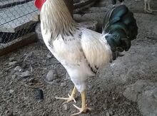 Kənd çolpaları