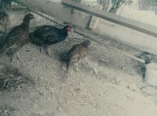 Qırqovul