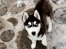 Haski