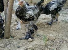 Dark Brahma