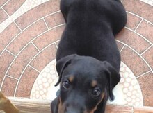 Doberman