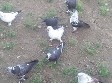 Göyərçinlər