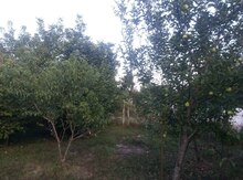 24 sot torpaq sahəsi, Xaçmaz r.
