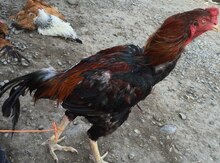 Heyrati xoruzu