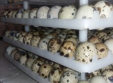 Bildirçin yumurtası