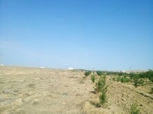 5000 sot torpaq sahəsi, Şamaxı r.