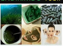 "Spirulina" dəniz otu