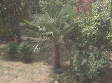 15 sot torpaq sahəsi, Zaqatala r.