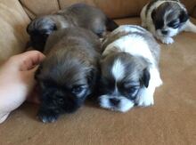 Pekines