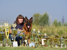 Немецкая овчарка