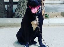 Cütləşdirmək üçün pitbul