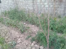 4 sot torpaq sahəsi, İsmayıllı r.