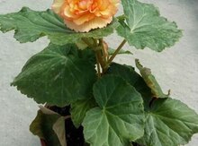 Begonia