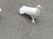 Göyərçin