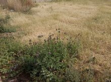 4.2 sot torpaq sahəsi, Ramana qəs.