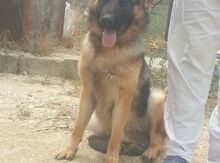 Avçarka