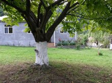 Bağ evi kirayə verilir, Qəbələ r.