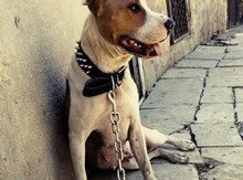 Pitbul