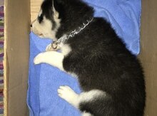 Husky
