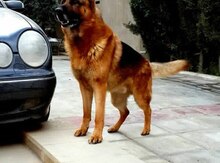 Alman ovçarkası