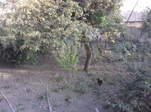 6 sot torpaq sahəsi, Qəbələ r.,