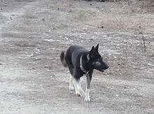 Alman ovçarkası
