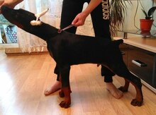 Doberman