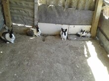 Dovşanlar