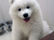 Samoyed balası