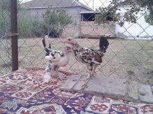 Yaponka cücələri