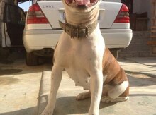 Pitbul