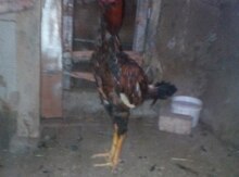 Heyratı