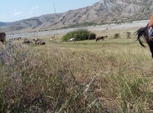 12 sot torpaq sahəsi, Şamaxı ş.