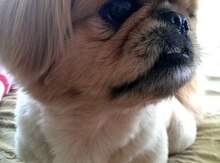 "Pekines"