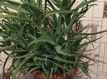 Aloe bitkisi