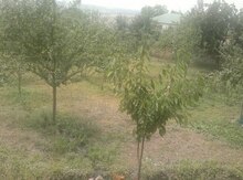 8 sot torpaq sahəsi, İsmayıllı r.