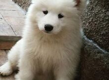 Samoye