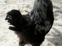 Brama xoruzu
