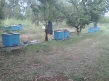 450 sot torpaq sahəsi, Şabran r.