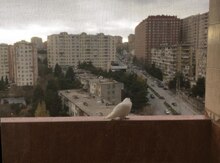 3-otaqlı yeni tikili kirayə verilir, Memar Əcəmi m., 100 m²