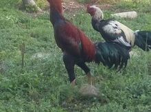 Heyratı