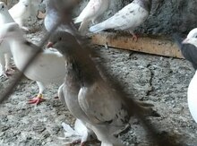 Göyərçin