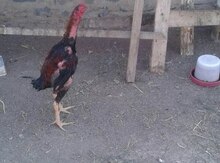 Heyrati quşları