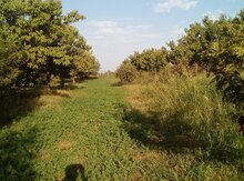 30 sot torpaq sahəsi,Samux r.,