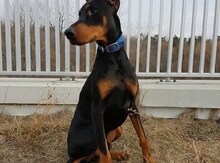 Doberman