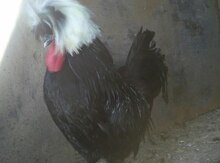 Yumurta