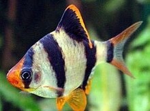 Akvarium balıqları