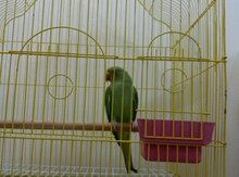 Tutuquşu