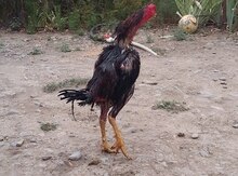 Heyratı xoruz