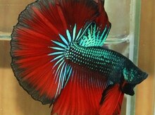 Akvarium balıqları